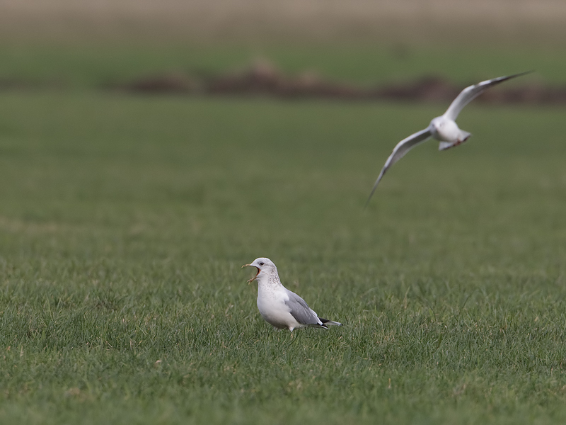 Larus canus Stormmeeuw Common Gull